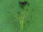 Green Lynx Spider