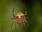 Orb Weaver