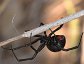 Black Widow Spider