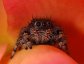 Jumping Spider