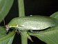 Green Banana roach, Panchlora nivea