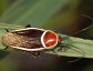 Pseudomops septentrionalis, thePale bordered field roach