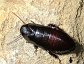 Cryptocercus punctatus, the Brown hooded roach, also known as the Wood eating roach.