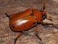 Pelidnota punctata, the Grape vine beetle