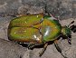 Euphoria fulgida fulgida, the Emerald Euphorbia Flower Beetle