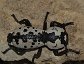 Zopherus nodulosus haldemani, the Ironclad beetle