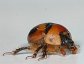 Bolbocerosoma hamatum, an Earth Boring Dung Beetle