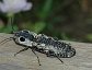 Alaus oculatus, the Eyed Elater Click Beetle