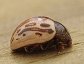 Calligrapha Leaf Beetle