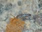 Springtail