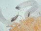 Springtails