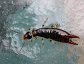 Euborellia annulipes, the Ring-legged earwig