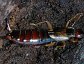 Forficula auricularia, the European Earwig