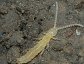 Unknown species of Campodeid dipluran after shedding its cerci.