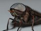 Tabanus species, Horse Fly