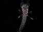 Mayfly larva