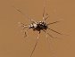 Trepobates subnitidus, Water Striders