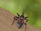 Apiomerus spissipes, Bee Assassin