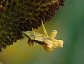 Phymata americana, Jagged Ambush Bug