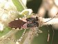 Hypselonotus punctiventris, the Spot-sided Coreid