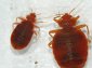 Cimex lectularius, Bedbugs