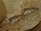 Hesperocorixa species, Water Boatman