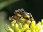 Phymata americana, Jagged Ambush Bugs