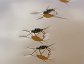 Trepobates subnitidus, Water Striders