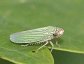 Cicadellidae