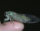 Cicadidae