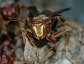 Polistes annularis, paper wasp