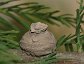 A potter wasp nest