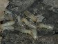 Subterranean Termite workers