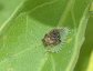 Isa species, Slug caterpillar