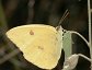 Phoebis sennae, the Cloudless Sulphur