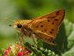 Skipper Butterfly