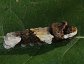Papilio cresphontes, giant swallowtail caerpillar