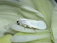 Prodoxus decipiens, the Yucca moth