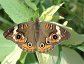 Junonia coenia, the Buckeye butterfly