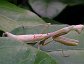 Stagmomantis carolina, the Carolina Mantid (adult female)