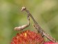 Stagmomantis carolina, the Carolina Mantid (immature)