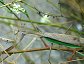 Tenodera aridifolia sinensis, the Chinese Mantid