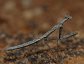 Litaneutria minor, the Ground Mantid