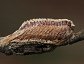 Mantid egg case