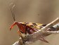 Panorpa nuptialis, Female Scorpionfly