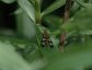 Panorpa subfurcata, Female Scorpionfly