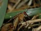Panorpa subfurcata, Male scorpionfly