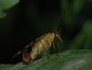 Panorpa subfurcata, Male Scoprionfly