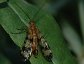 Panorpa subfurcata, Male scorpionfly