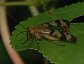 Panorpa subfurcata, Male Scorpionfly